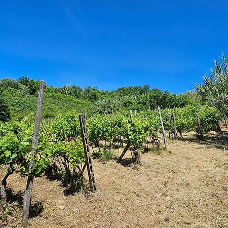 Poderi Lenzi Villa Lucca Eksteriør billede