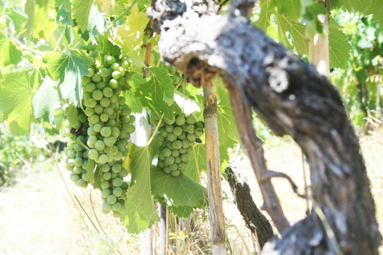 Poderi Lenzi Villa Lucca Eksteriør billede